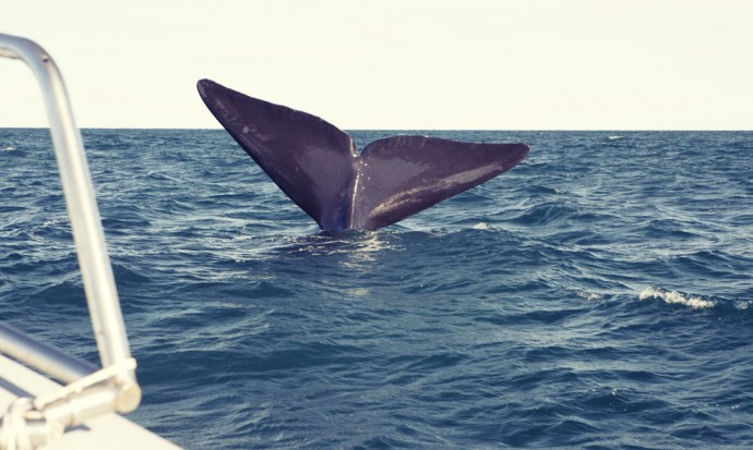 A whale dives right next to our boat