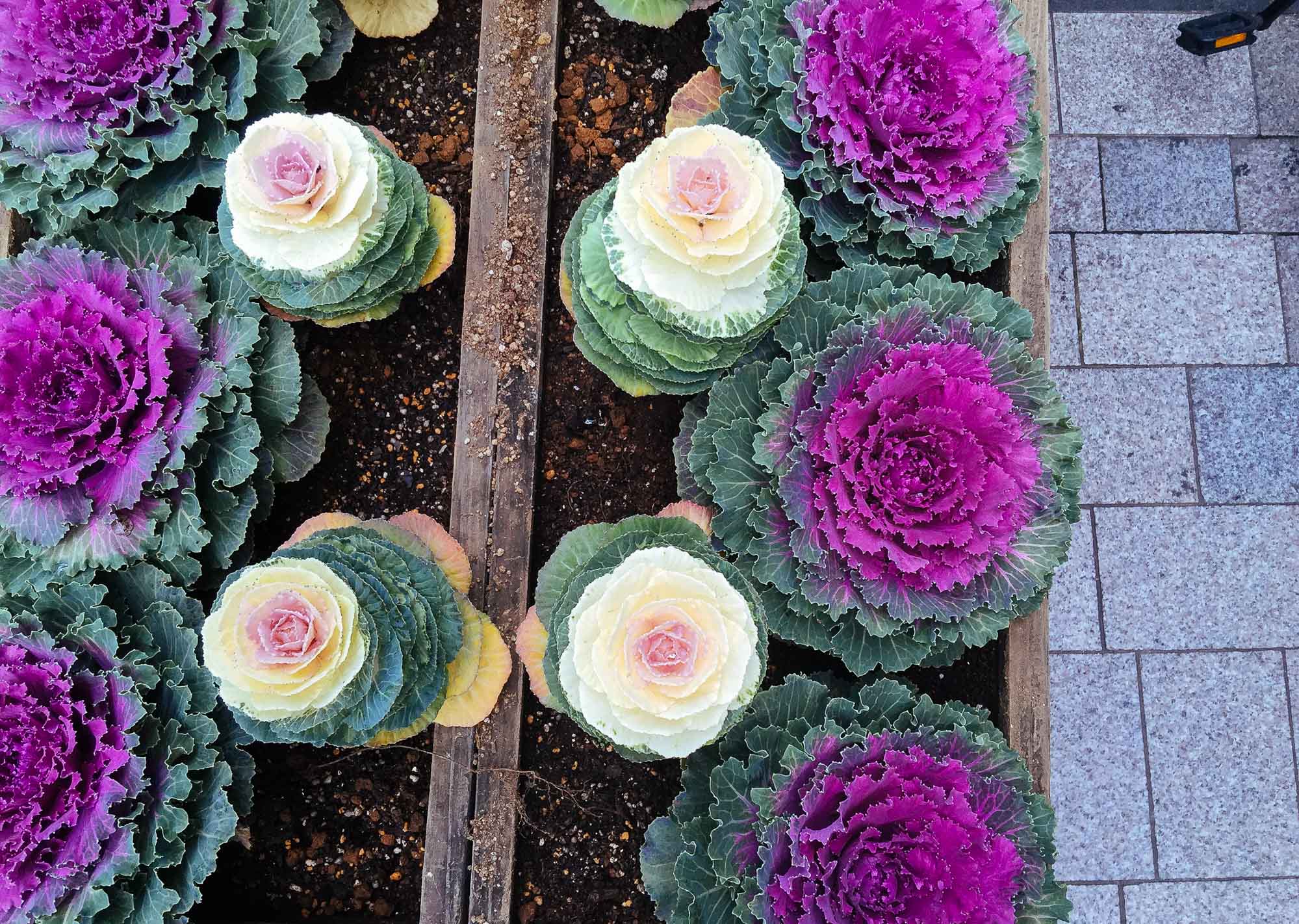 Planning a trip to Japan - cabbage flowers